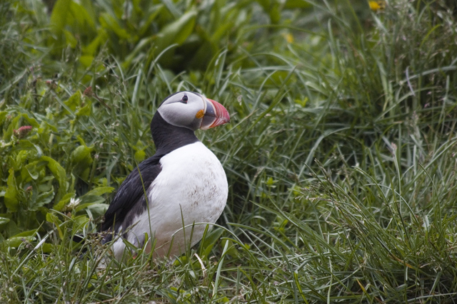 2011-07-04_14-27-30 island.jpg - Papageientaucher (Fratercula arctica) am Vogelfelsen bei Hfn